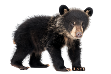 A cute black bear cub is walking towards the camera