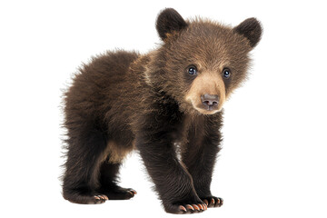 Fototapeta premium Cute baby bear walking around in the woods looking for food.