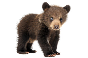 Cute baby bear walking around in the woods looking for food.