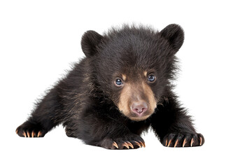 Cute black bear cub looking at you.