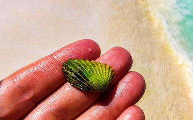 Beautiful green shell mussel in the hand Caribbean sea in Mexico.
