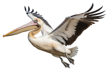 PNG Pelican landing pelican animal bird. - Powered by Adobe