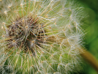 close up of dandelion 