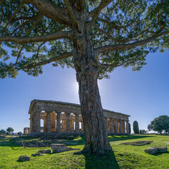 Temple of Hera with tree in front at famous Paestum Archaeological UNESCO World Heritage Site,...