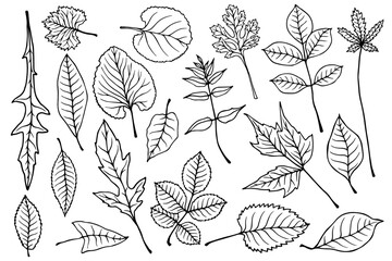 Set of linear sketches, doodles of various leaves. Outline of botanical elements.Vector graphics.