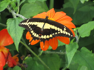 large black and yellow butterfly sitting on a large orange flower