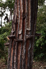 The tapped pine sap is then processed to produce gondorukem and turpentine which are raw materials for advanced industries