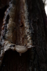 The tapped pine sap is then processed to produce gondorukem and turpentine which are raw materials...