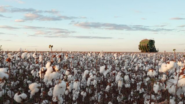 Cotton harvester and cotton bales at cotton field