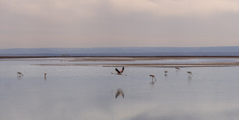 flamingo fliying in the salt lake, atacama
