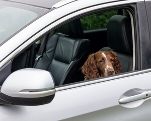 7 May 2024. Seatown,Lossiemouth,Moray,Scotland. This is a Spaniel Dog sitting in the fron passenger...