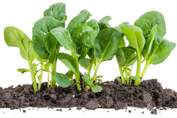 Spinach growing in field on transparent background