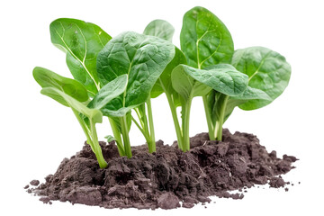 Spinach growing in field on transparent background