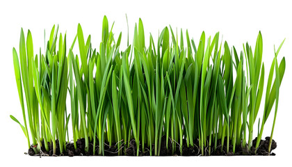 Fresh green grass growing in field isolated on transparent background