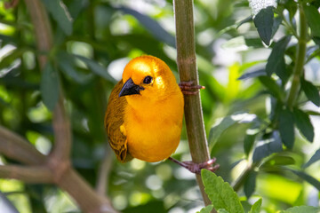A Golden Weaver bird perching on a tree branch