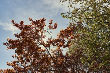 Autumn trees foliage in sunlight