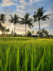 Rice field in island captured in the morning