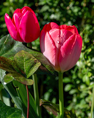 Closeup images of Tulipa Spryng Tide, or Triumph Tulip	