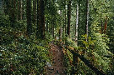 Mud trail going through a eerie, spooky forest with mist. Lots of trees, moss and humidity. Shot on the Sol Duc Falls Trail in Olympic National Park, Washington, USA