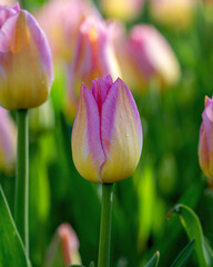 Closeup images of Tulipa Tom Pouce, or Triumph Tulip