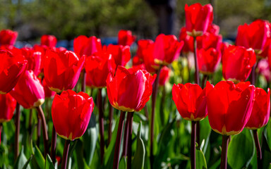 Closeup images of Tulipa Spryng Tide, or Triumph Tulip