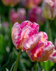 Closeup images of Tulipa Silver Parrot, or Parrot Tulip