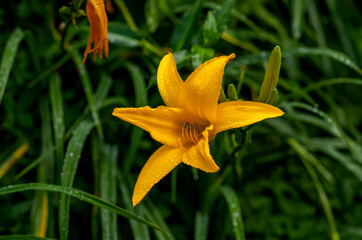 Orange Daffodil Growing in the Tropical Rainforest at the Manoa Valley, Hawaii.