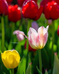 Fototapeta premium Closeup images of Tulipa Ballade Lady, or Lily-flowered Tulip