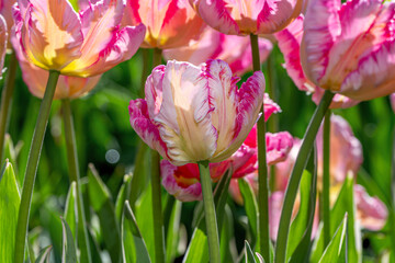 Closeup images of Tulipa Silver Parrot, or Parrot Tulip