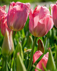 Closeup images of Tulipa Apricona, or Triumph Tulip