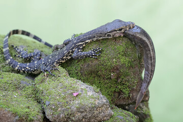 A young salvator monitor lizard is preying on a big fish on a mossy rock. This reptile has the...