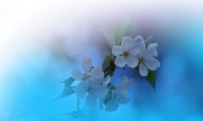 Beautiful Nature Background.Floral Art Design.Abstract Macro Photography.Colorful Flower.Blooming Spring Flowers.Creative Artistic Wallpaper.Celebration,love.Happy Holidays.Copy Space.Cherry Blossom.