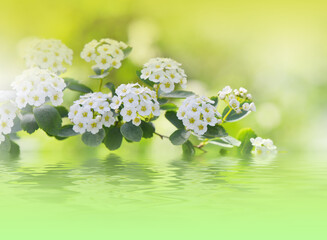 Beautiful Nature Background.Floral Art Design.Abstract Macro Photography.Colorful Flower.Blooming Spring Flowers.Creative Artistic Wallpaper.Celebration,love.Close up View.Happy Holidays.Copy Space.