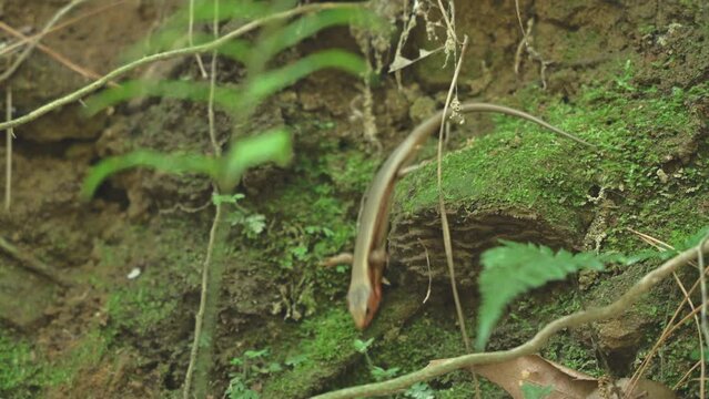 closeup shot of a oriental forest lizard in nature