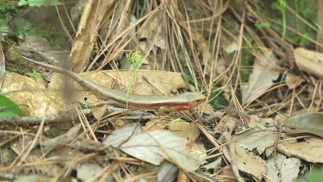 closeup shot of a oriental forest lizard in nature