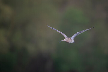 curlew bird
