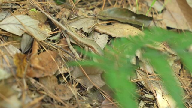 closeup shot of a oriental forest lizard in nature