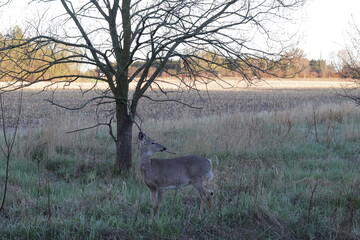 deer in the woods