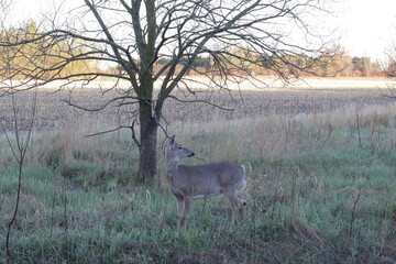 deer in the forest