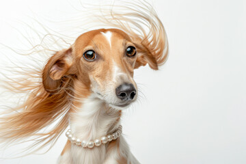 A dog with red hair on a white background,