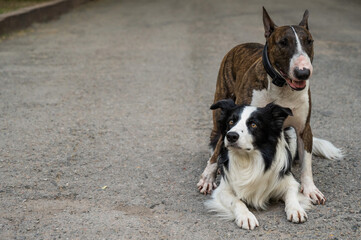 Two dogs are hugging on a walk. Border collie and bull terrier. 