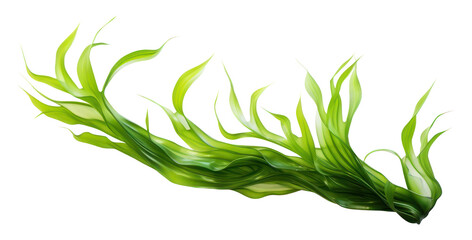 PNG Seaweed plant algae green.