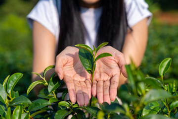 Woman hands holding tea leaves at organic tea plantation in the morning. People tourist enjoy...