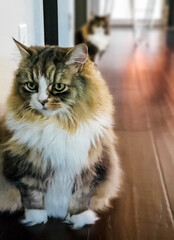 Ragamuffin Cat in the Foreground with Maine Coon in the Background