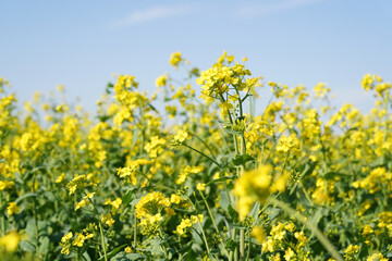 Yellow rape flowers bloom in spring