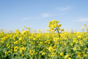 Yellow rape flowers bloom in spring