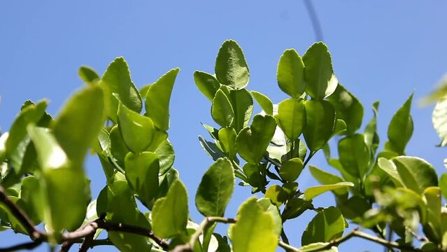 Daun Jeruk Purut In typical Indonesian cuisine, kaffir lime leaves are often used as a cooking spice.