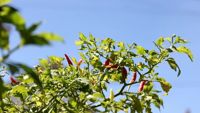 Cayenne pepper or devil's Chili is one of the hottest pepper in the world. In Indonesia known as cabe rawit