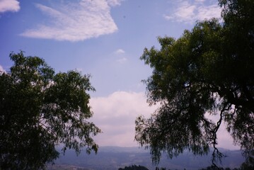 hermoso cielo entre arboles 