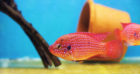 Blood-Red Jewel Cichlid - Hemichromis lifalili